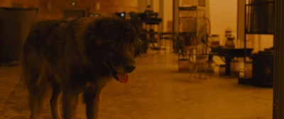 Собака Декарда «Бегущий по лезвию 2049»